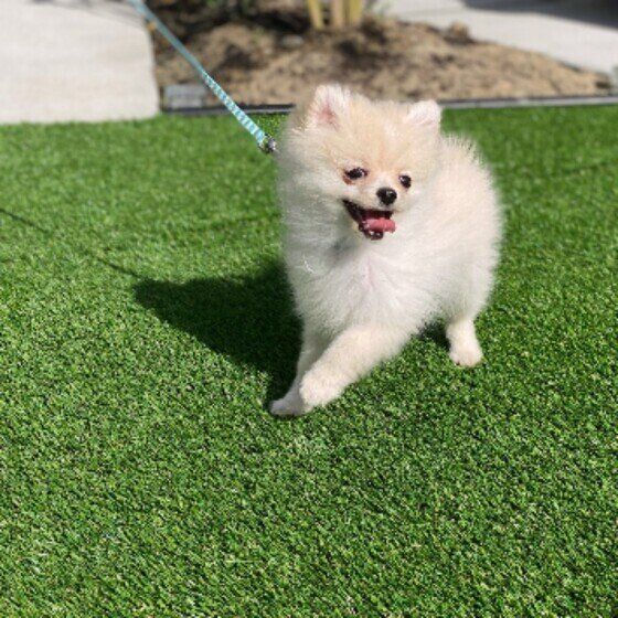 お庭で散歩するMix