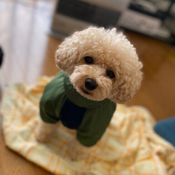 見つめるトイ・プードル