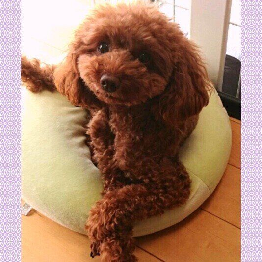 トイ・プードル マリンちゃん