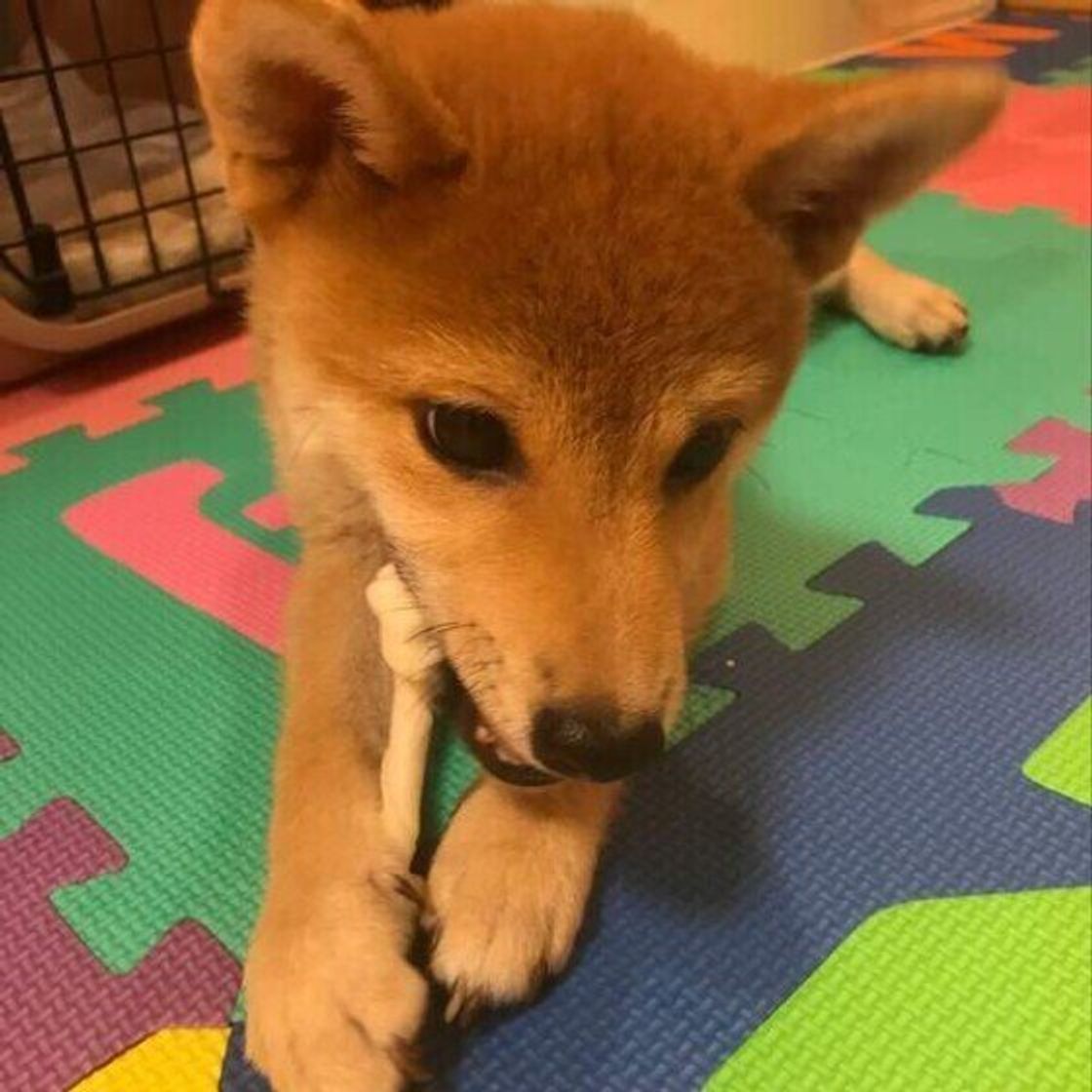 獣医師監修 犬の歯磨きガムはどう選ぶ より効果的な与え方や注意点も いぬのきもちweb Magazine 獣医師監修 犬の歯磨きガムはどう選ぶ より効果的な与え方や注意点も いぬのきもちweb Magazine