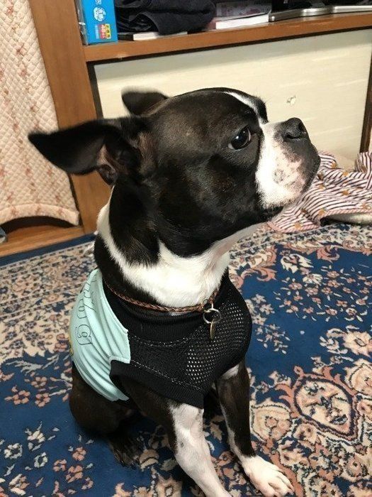 犬のマズルってどこのこと マズルコントロールのやり方から犬種別かわいい画像まで いぬのきもちweb Magazine