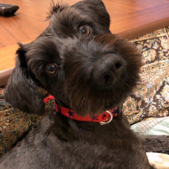 見つめるミニチュア・シュナウザー