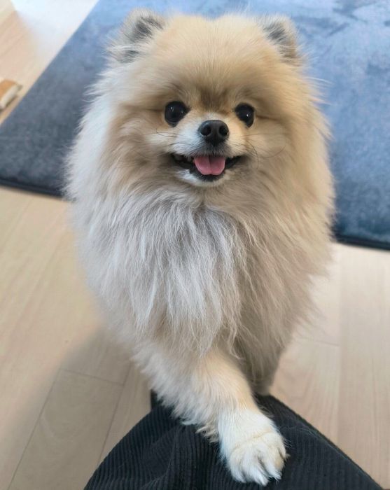 笑顔が可愛いボスくん