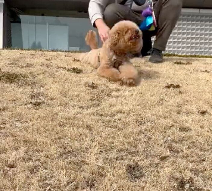 芝生の上で伏せをするプーチンくん