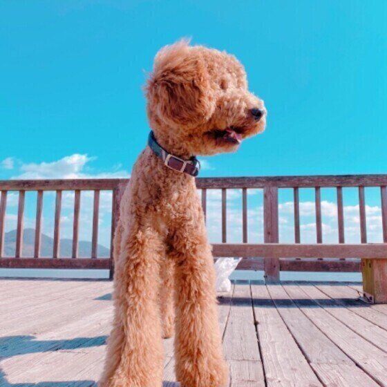 スタンダード・プードル