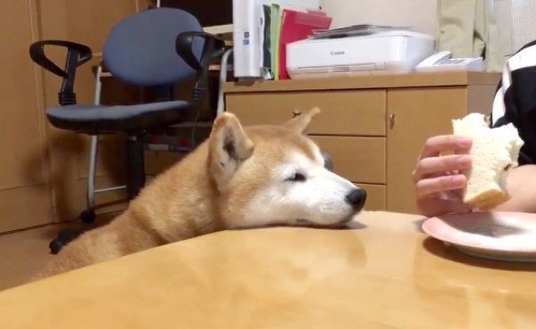 サンドイッチを狙うロペさん