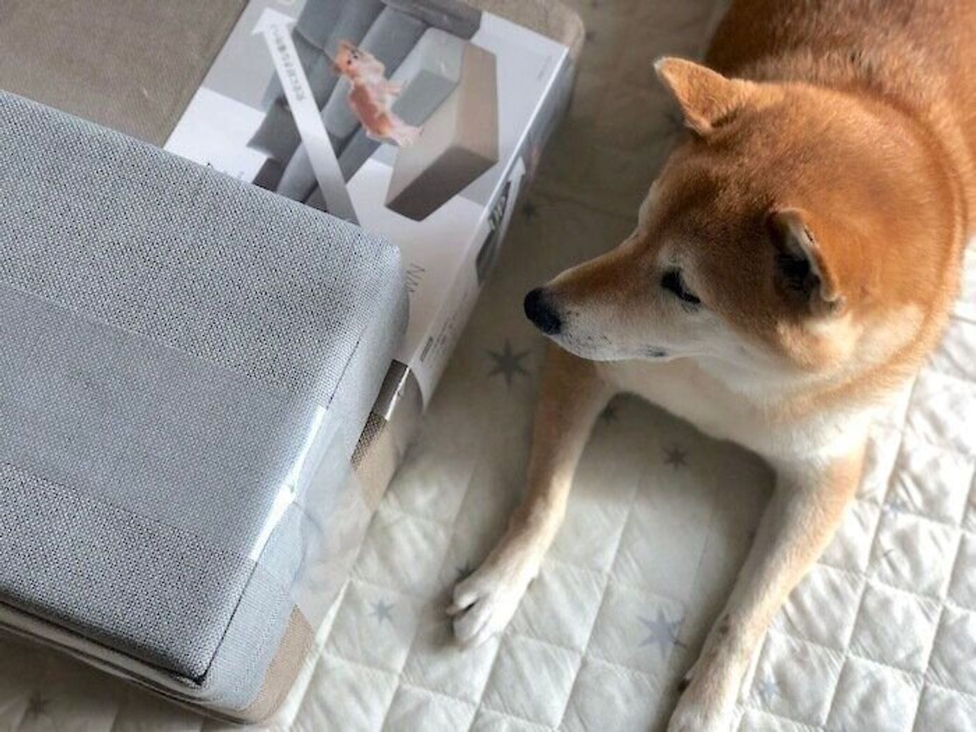 柴犬マロたん ソファへの飛び乗り対策に購入してもらったモノ いぬのきもちweb Magazine 柴犬マロたん ソファへの飛び乗り対策に購入してもらったモノ いぬのきもちweb Magazine