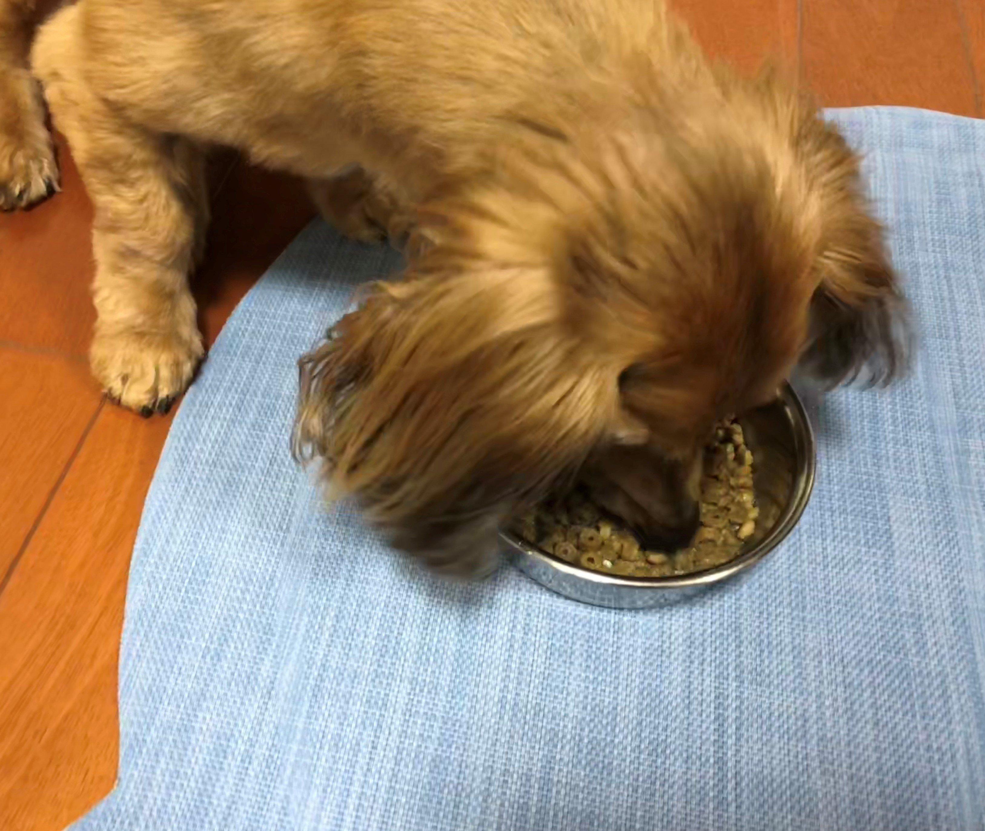 ごはんを食べる愛犬