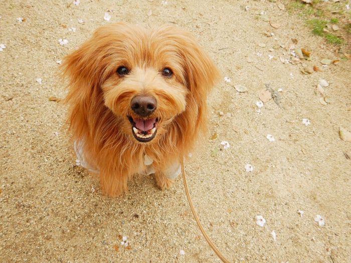連載「こぐま犬てんすけ」