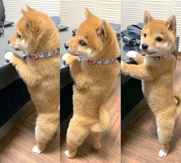 たっちするうにくん