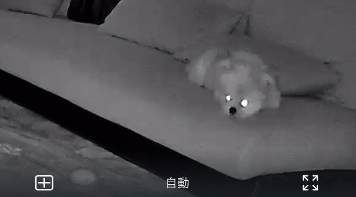 目からビームを出しているようなぽん酢ちゃん