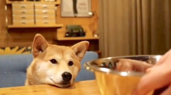 ごはんを待つ柴犬