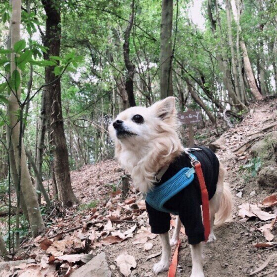獣医師監修 犬の鼻水は病気のことも 気を付けたい症状は いぬのきもちweb Magazine 獣医師監修 犬の鼻水は病気のことも 気を付けたい症状は いぬのきもちweb Magazine