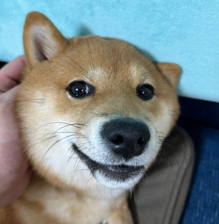 なでてもらってうれしそうなたわしくん