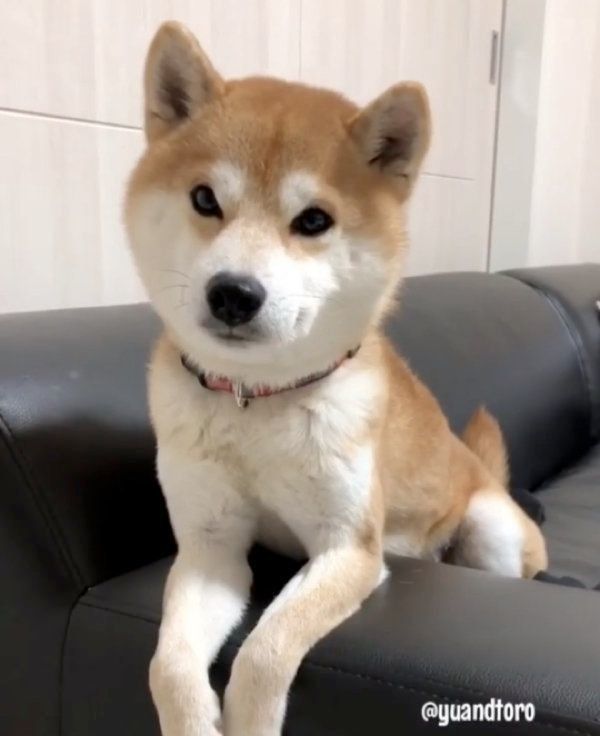 柴犬のゆうくん