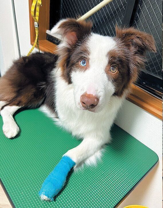 2023年3月に左前足の小指を骨折したとき。テーピングで固定して、1カ月は安静にしました