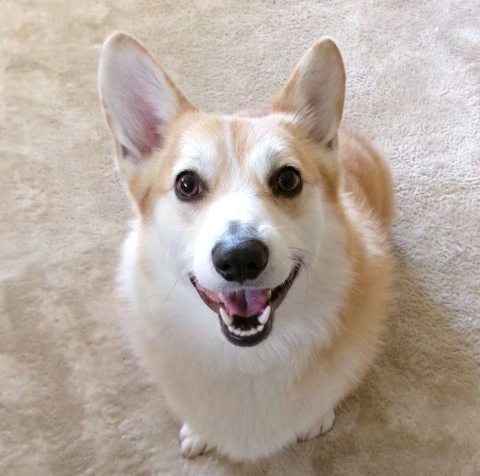 笑顔が可愛いこはくちゃん