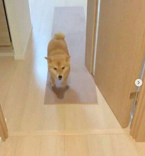 帰宅した飼い主さんを出迎えるおまめちゃん