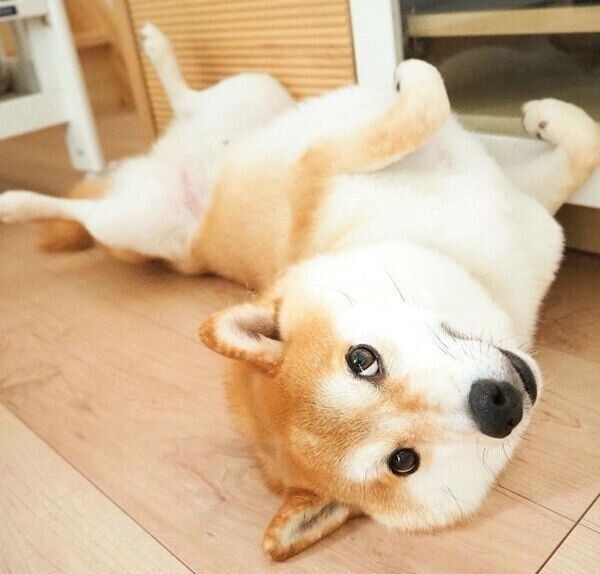 ヘソ天するこてつくん