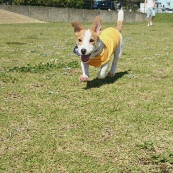 走るジャック・ラッセル・テリア