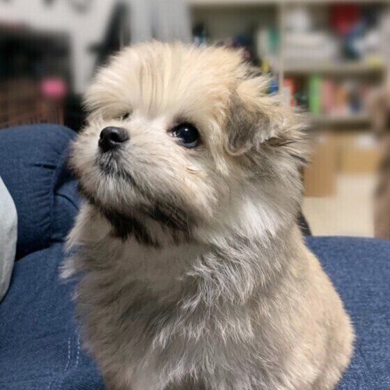 Mixのムギちゃん