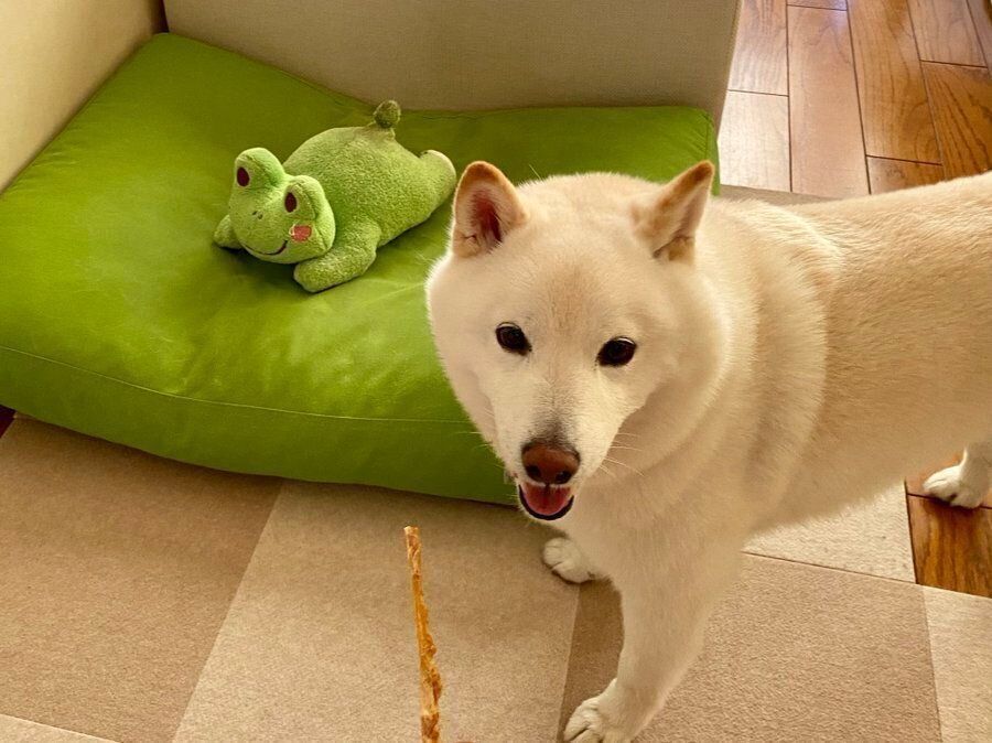 朝のラッちゃん