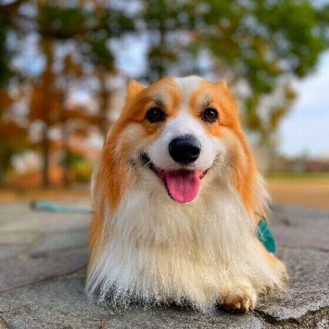 タオルや毛布でおしゃぶりをすると落ち着く犬がいる 犬にみられる謎行動 いぬのきもちweb Magazine タオルや毛布でおしゃぶりをすると落ち着く犬がいる 犬にみられる謎行動 いぬのきもちweb Magazine