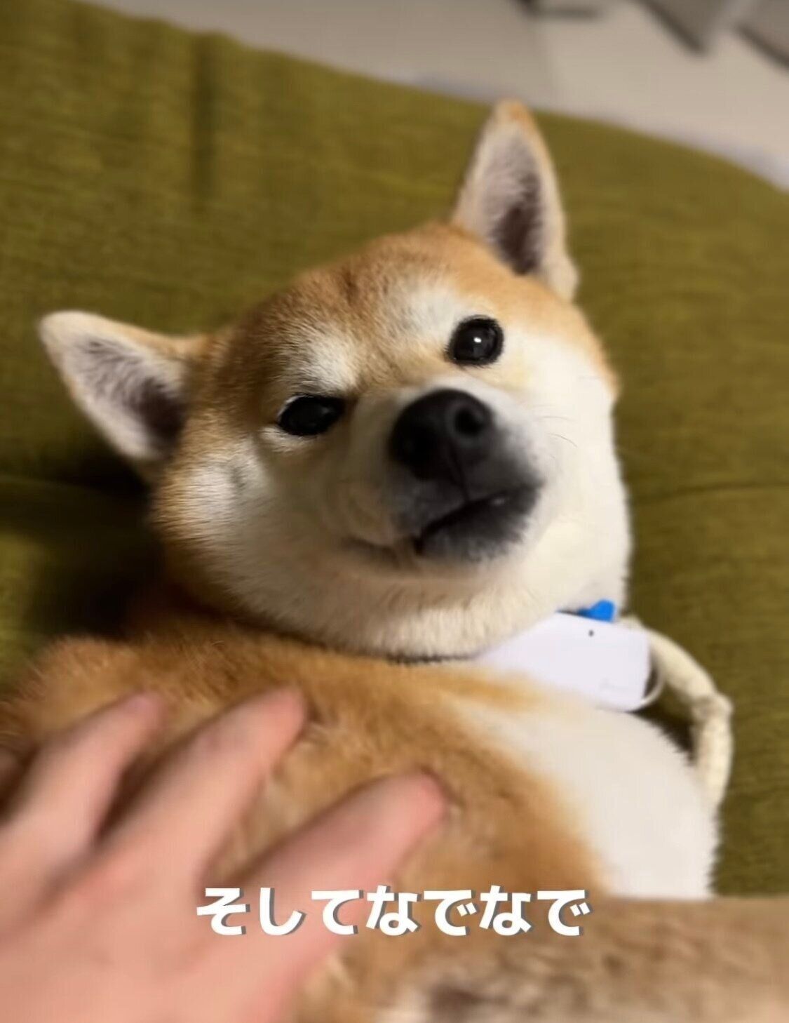 お出迎えするむぎちゃん