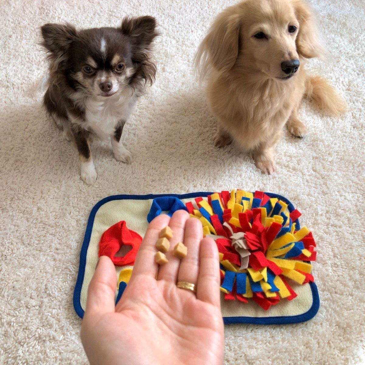 『くんくんプレイマット』と犬