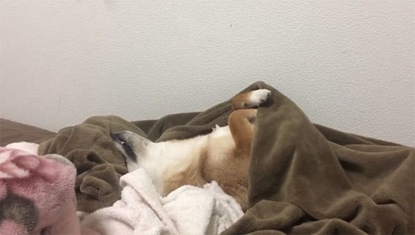眠る柴犬