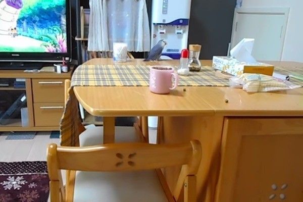 ごはんをもらうコーギー