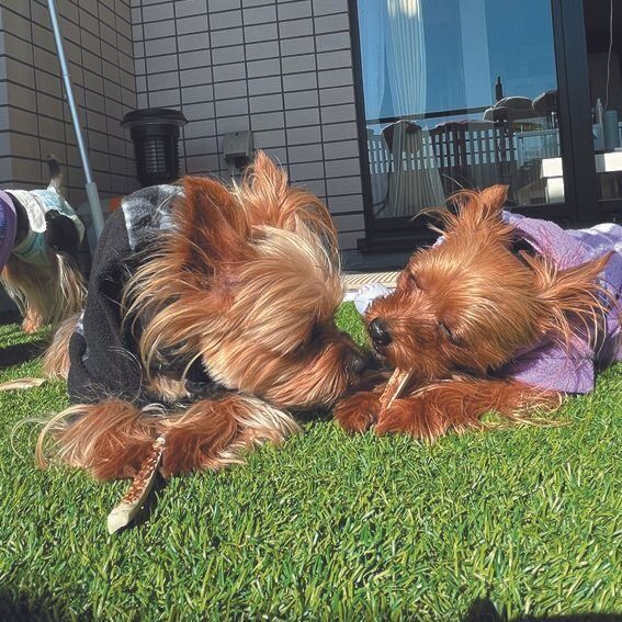 左が母犬のオリーブちゃん（メス・８才／ヨークシャー・テリア）