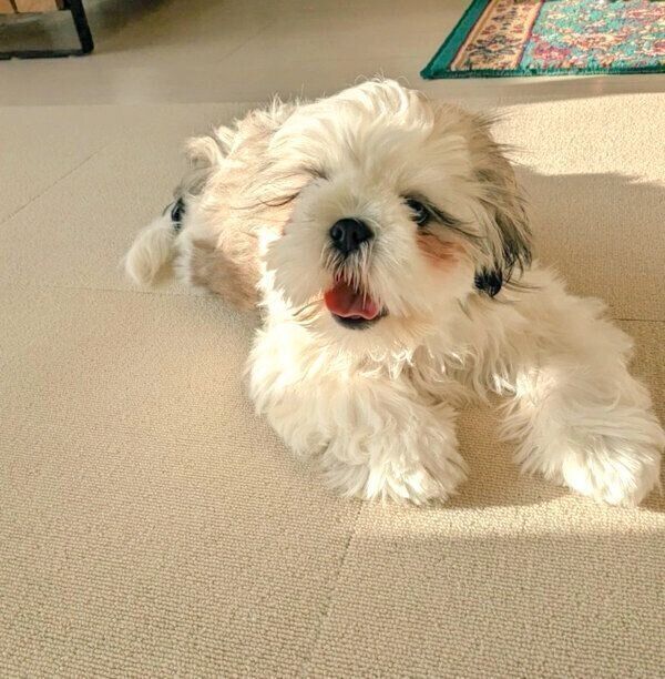 まったりするうめまるくん