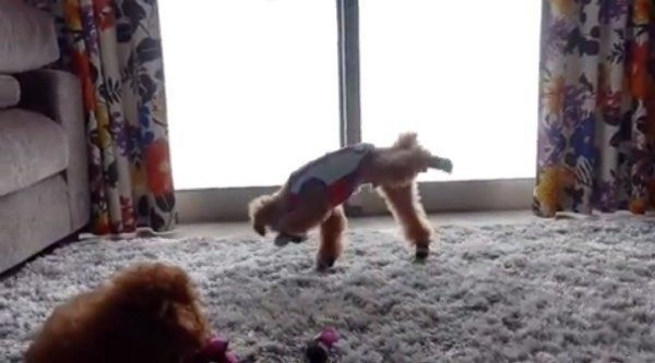 靴をはくトイ・プードル