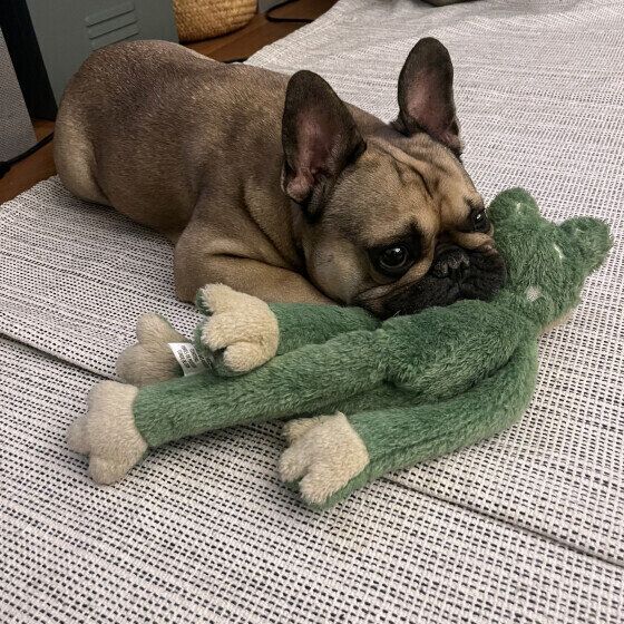 ぬいぐるみに顎を乗せる犬