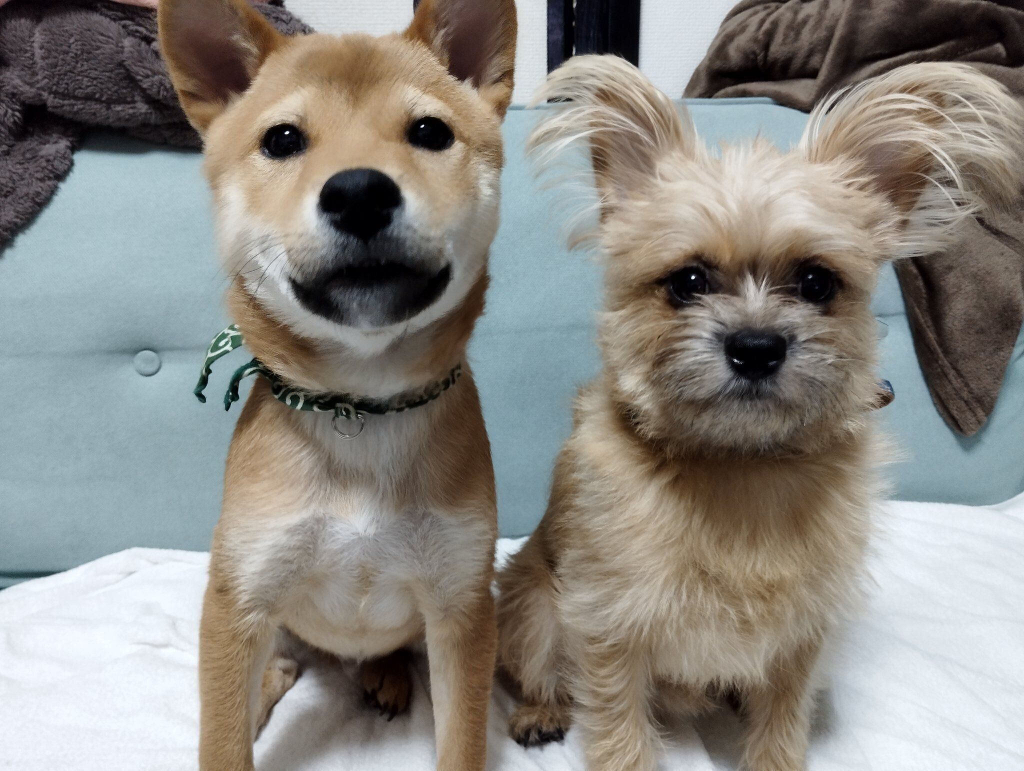 同居犬のぐりくんと並ぶ蒼くん
