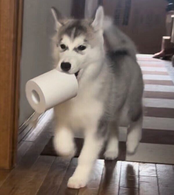 “トイレットペーパー泥棒”の琥珀ちゃん