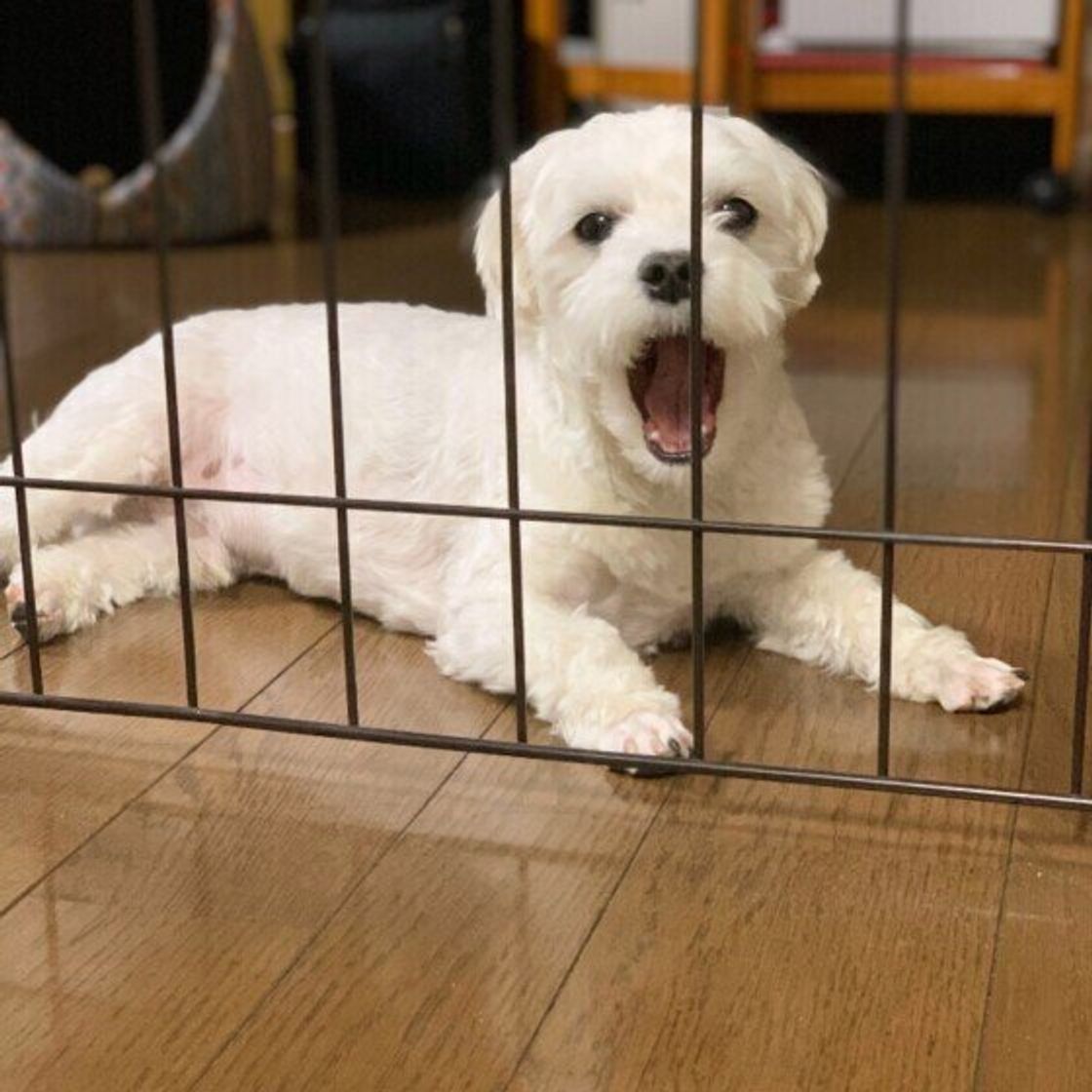 愛犬の安全確保にも役立つ 100均素材で作った ペットゲート いぬのきもちweb Magazine 愛犬の安全確保にも役立つ 100均素材で作った ペットゲート いぬのきもちweb Magazine