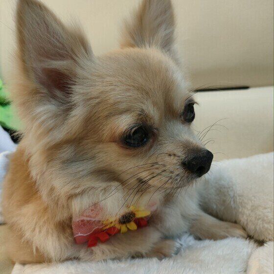 モカちゃん（チワワ）