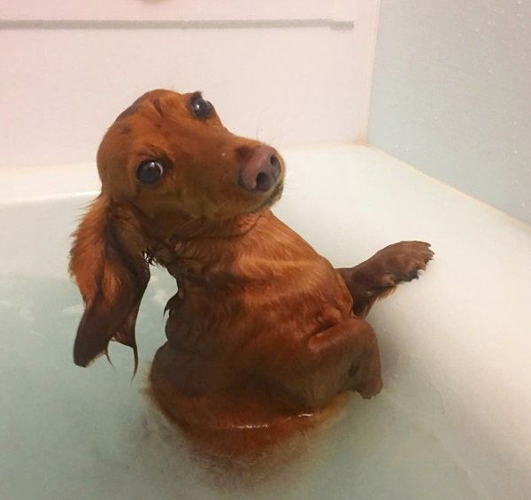 お風呂に入るミニチュア・ダックスフンド