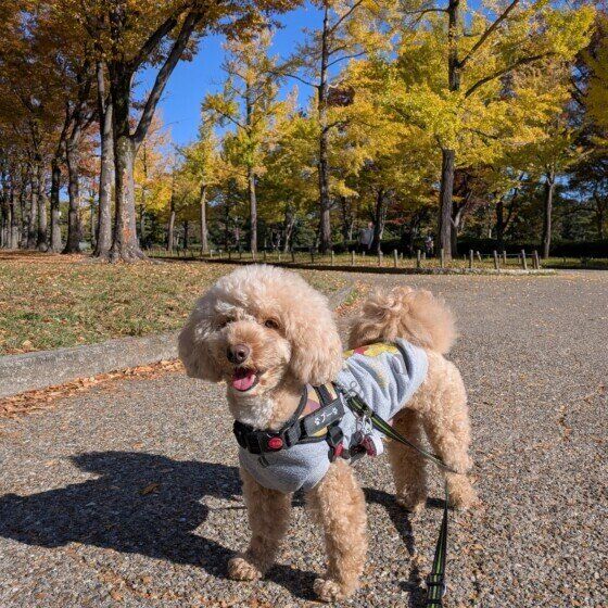 秋のお散歩中のワンちゃん