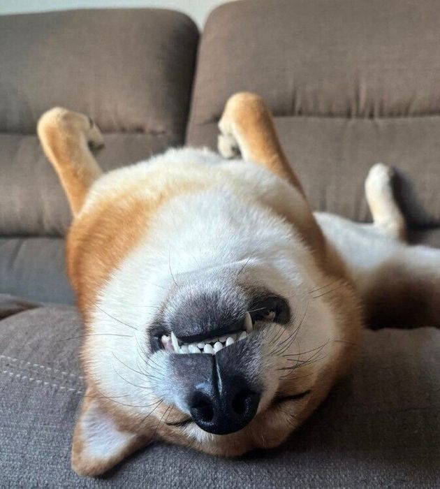 大胆な格好で眠るこつぶちゃん