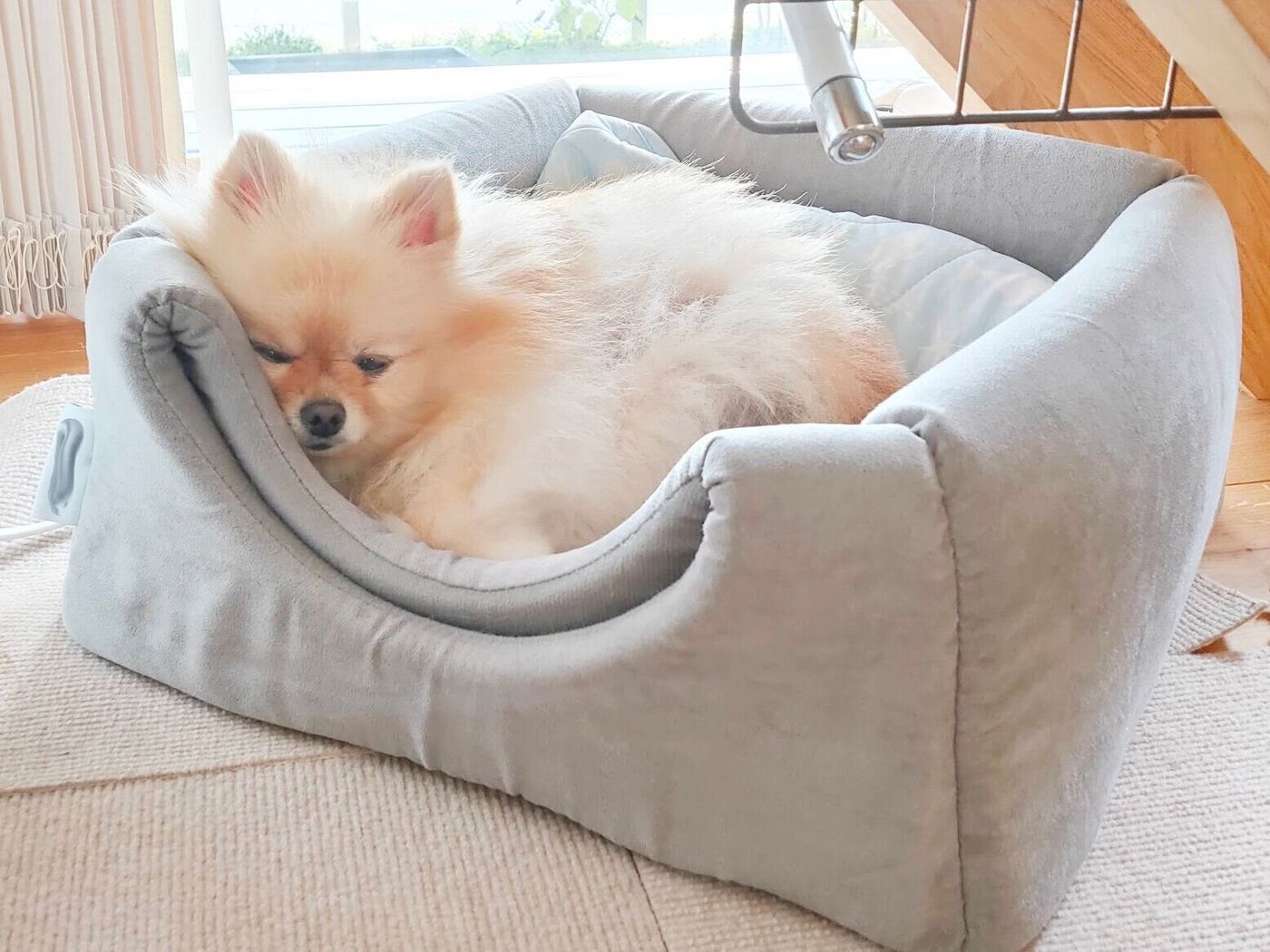 犬が信頼する相手に見せる甘えしぐさって 甘えん坊なぽぽちがよくするしぐさと行動 いぬのきもちweb Magazine 犬が信頼する相手に見せる甘えしぐさって 甘えん坊なぽぽちがよくするしぐさと行動 いぬのきもちweb Magazine