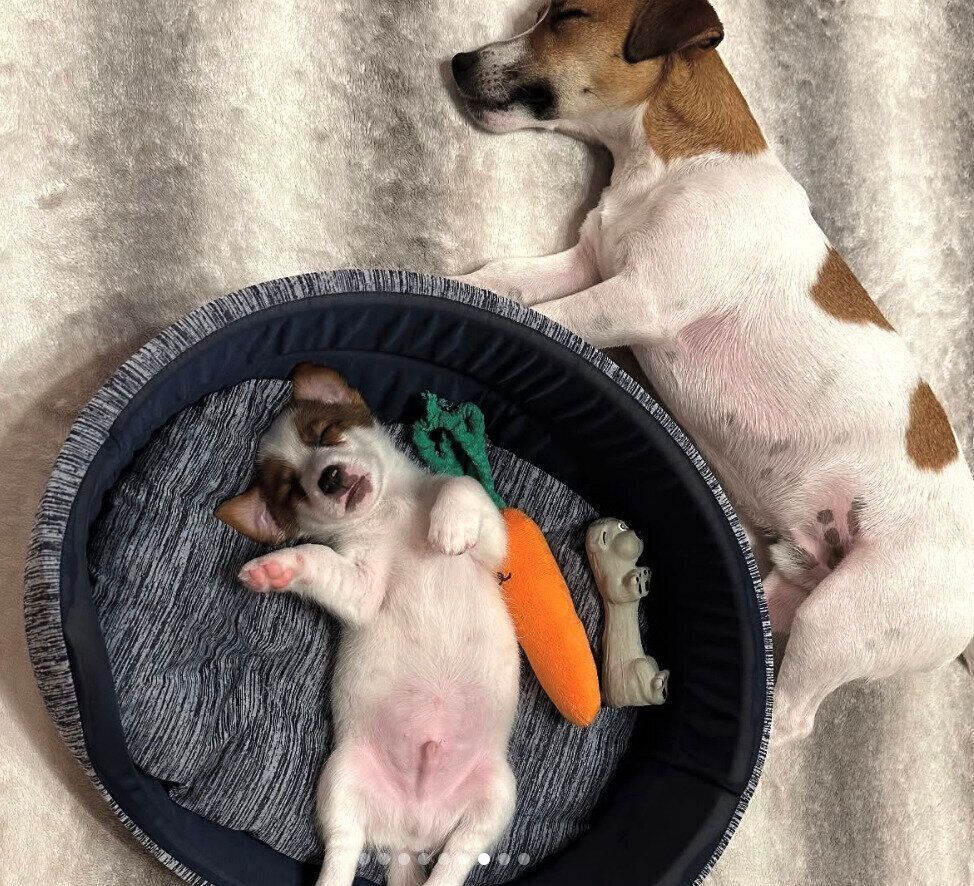 仲良く眠るとろろくん、だいずくん