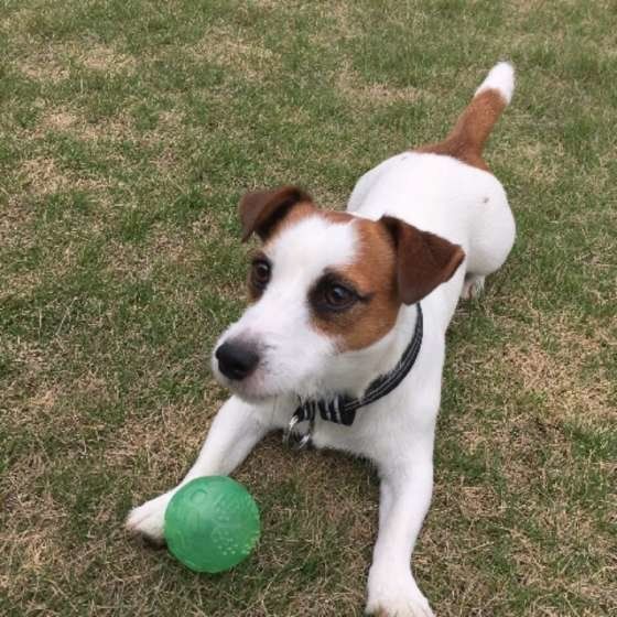 なんで?犬種の特性を知っておくべき理由