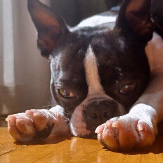 犬をがっかりさせる飼い主の行動とは？ しぐさから犬の気持ちを考える いぬのきもち