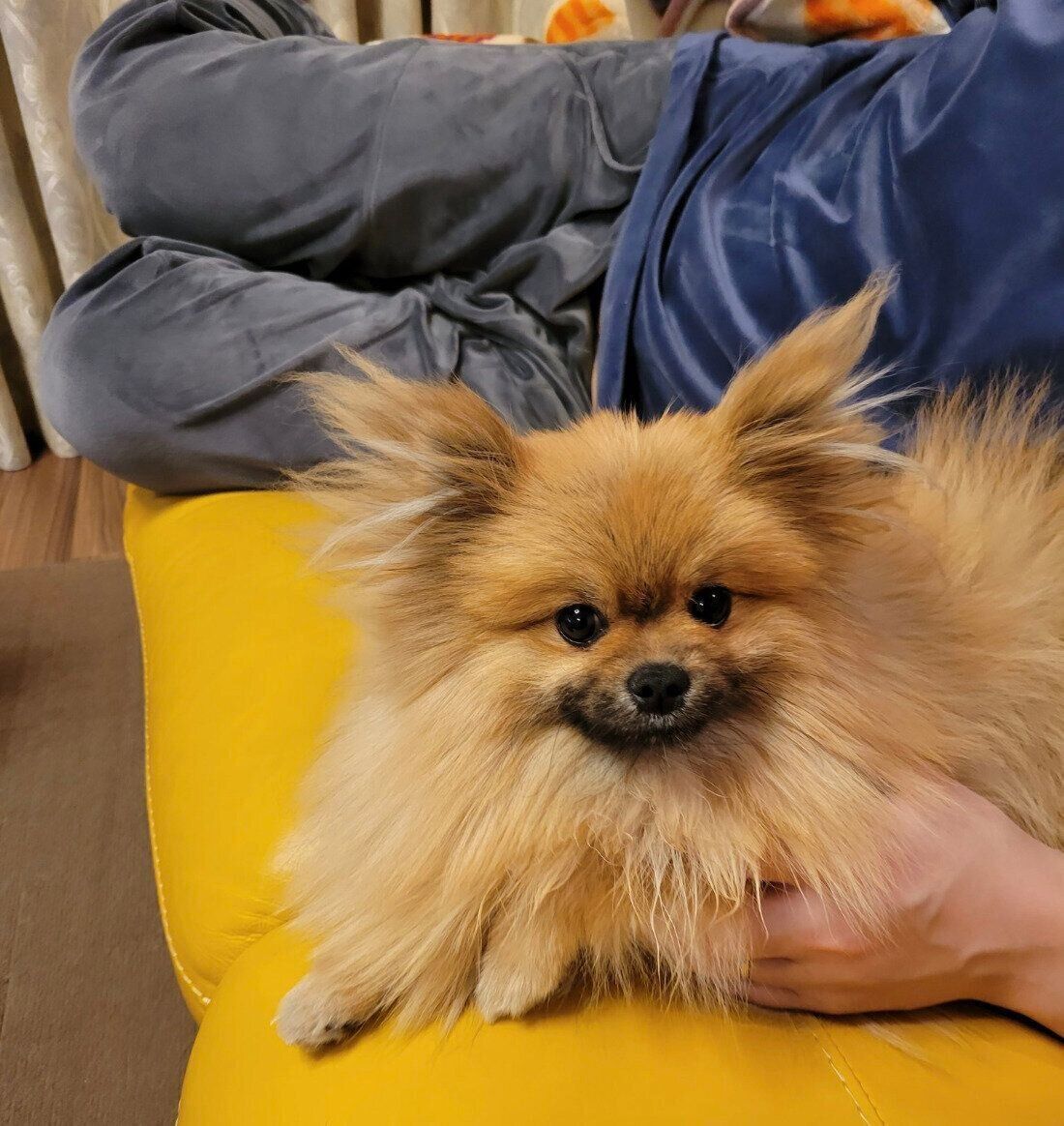 くつろぐポメリーくん