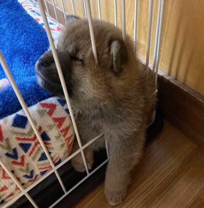 生後2カ月の文太くん