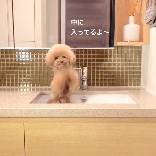 足を洗う順番待ちをするパンナちゃん