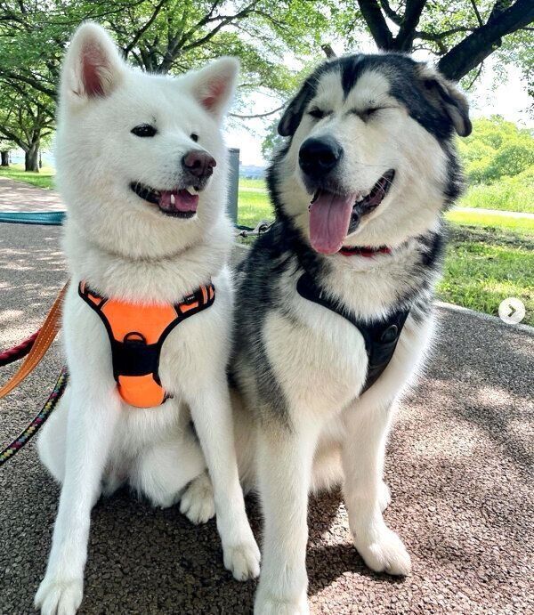 散歩をするユキちゃん、ヨルくん